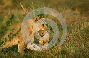 AFRICAN LION panthera leo, FEMALE CARRYING CUB IN MOUTH, KENYA