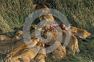 AFRICAN LION panthera leo, FEMALE WITH CUB EATING ON ZEBRA CARCASS, MASAI MARA PARK, KENYA