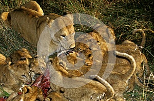 African Lion, panthera leo, Female with Cub eating Zebra, Masai Mara Park in Kenya