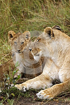 African Lion, panthera leo, Female with Cub, Masai Mara Park in Kenya