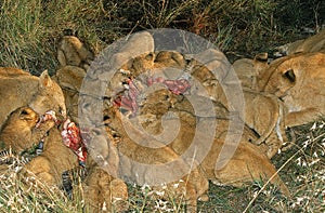 AFRICAN LION panthera leo, FEMALE WITH CUB ON A ZEBRA KILL, MASAI MARA PARK IN KENYA