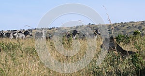 African Lion, panthera leo, Female hunting, Herd of Burchell Zebras, Tsavo Park in Kenya