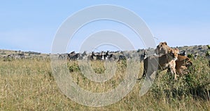 African Lion, panthera leo, Female hunting, Herd of Burchell Zebras, Tsavo Park in Kenya