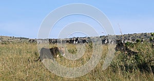 African Lion, panthera leo, Female hunting, Herd of Burchell Zebras, Tsavo Park in Kenya