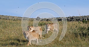 African Lion, panthera leo, Female hunting, Herd of Burchell Zebras, Tsavo Park in Kenya