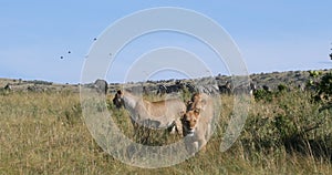 African Lion, panthera leo, Female hunting, Herd of Burchell Zebras, Tsavo Park in Kenya