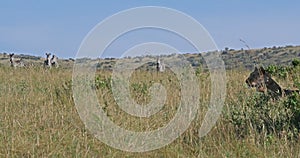 African Lion, panthera leo, Female hunting, Herd of Burchell Zebras, Tsavo Park in Kenya, Real Time