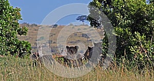 African lion, panthera leo, female hunting, herd of Burchell Zebras, Tsavo Park in Kenya, Real Time