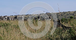 African lion, panthera leo, female hunting, herd of burchell zebras, Tsavo Park in Kenya, Real Time