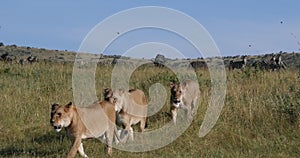 African Lion, panthera leo, Female hunting, Herd of Burchell Zebras, Tsavo Park in Kenya, Real Time