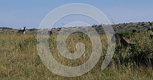 African lion, panthera leo, female hunting, herd of Burchell Zebras, Tsavo Park in Kenya, Real Time