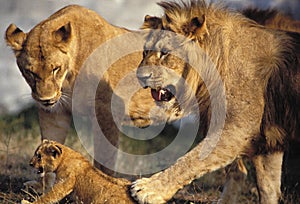AFRICAN LION panthera leo, FEMALE WITH MALE AND CUB
