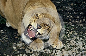 African Lion, panthera leo, Female Snarling