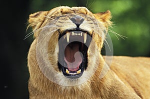 African Lion, panthera leo, Female Yawning