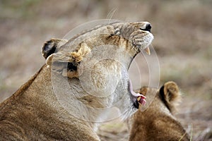 African Lion, panthera leo, Female Yawning, Masai Mara Park in Kenya