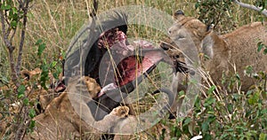 African Lion, panthera leo, Females with a Kill, a Wildebest, Masai Mara Park in Kenya