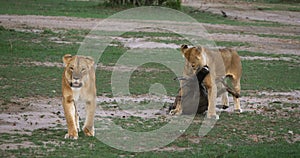 African Lion, panthera leo, Females with a Kill, a Wildebest, Masai Mara Park in Kenya