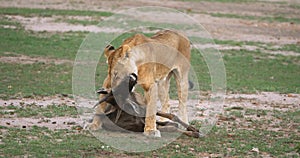 African Lion, panthera leo, Females with a Kill, a Wildebest, Masai Mara Park in Kenya