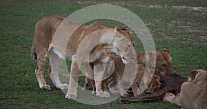 African Lion, panthera leo, Group with a Kill, a Wildebest, Masai Mara Park in Kenya,