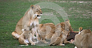 African Lion, panthera leo, Group with a Kill, a Wildebest, Masai Mara Park in Kenya