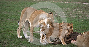 African Lion, panthera leo, Group with a Kill, a Wildebest, Masai Mara Park in Kenya