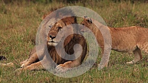 African Lion, panthera leo, Group standing near Bush, Cub playing with Male, Samburu Park in Kenya,