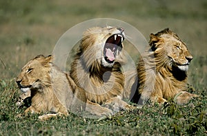 African Lion, panthera leo, Juvenile Males laying on Grass, Yawning, Masai Mara Park in Kenya