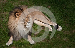 African Lion (Panthera leo krugeri) in the Grass