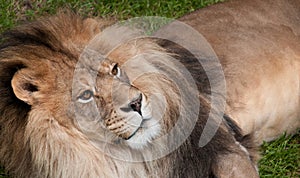 African Lion (Panthera leo krugeri) Looks Up