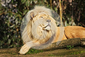 African Lion, Panthera leo, a large cat