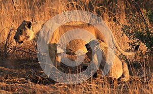 African lion, Panthera leo (lionesse) killed a wildebeest at Pilanesberg National Park, South Africa