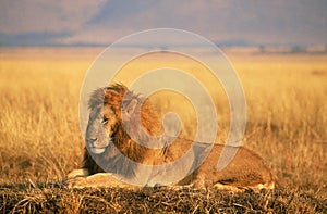 African Lion, panthera leo, Male laying in Savanna, Masai Mara Park in Kenya