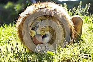 African Lion, panthera leo, Male licking its Paw