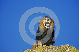 African Lion, panthera leo, Male Roaring on Rock against Blue Sky