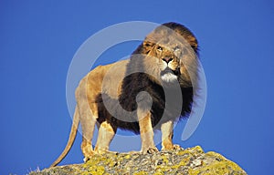 AFRICAN LION panthera leo, MALE STANDING ON ROCK