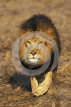 AFRICAN LION panthera leo, MALE WALKING ON DRY GRASS