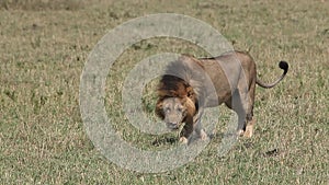 African Lion, panthera leo, Male walking through Savanna, Masai Mara Park in Kenya,