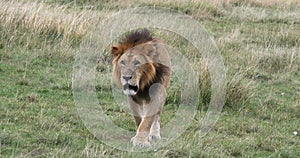 African Lion, panthera leo, Male walking through Savannah, Nairobi Park in Kenya