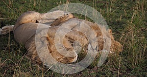 African Lion, panthera leo, Males Sleeping, Masai Mara Park in Kenya,