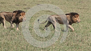 African Lion, panthera leo, Males walking through Savanna, Masai Mara Park in Kenya