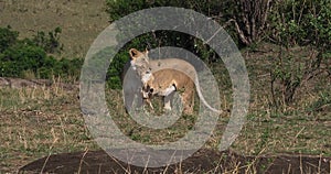 African Lion, panthera leo, Mother carrying Cub in its Mouth, Masai Mara Park in Kenya,