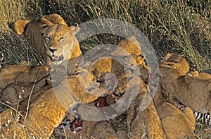 African Lion, panthera leo, Mother with Cub on a Kill, a Zebra Carcass, Masai Mara Park in Kenya
