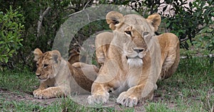 African Lion, panthera leo, Mother and Cub, Masai Mara Park in Kenya,