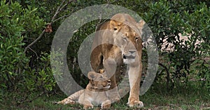 African Lion, panthera leo, Mother and Cub, Masai Mara Park in Kenya, R