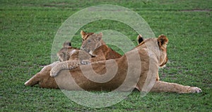 African Lion, panthera leo, Mother and Cub playing, Masai Mara Park in Kenya,