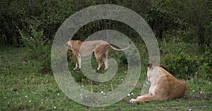 African Lion, panthera leo,  Mother and Cub playing, Masai Mara Park in Kenya, Real Time 4K