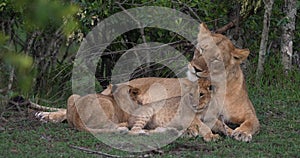 African Lion, panthera leo, Mother and Cub, Playing and Suckling, Masai Mara Park in Kenya, R