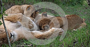 African Lion, panthera leo, Mother and Cub suckling, Masai Mara Park in Kenya,