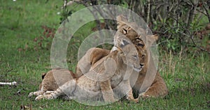 African Lion, panthera leo, Mother licking its Cub, Masai Mara Park in Kenya,