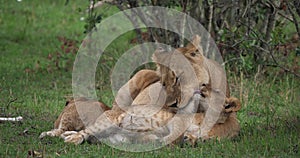African Lion, panthera leo, Mother licking its Cub, Masai Mara Park in Kenya,